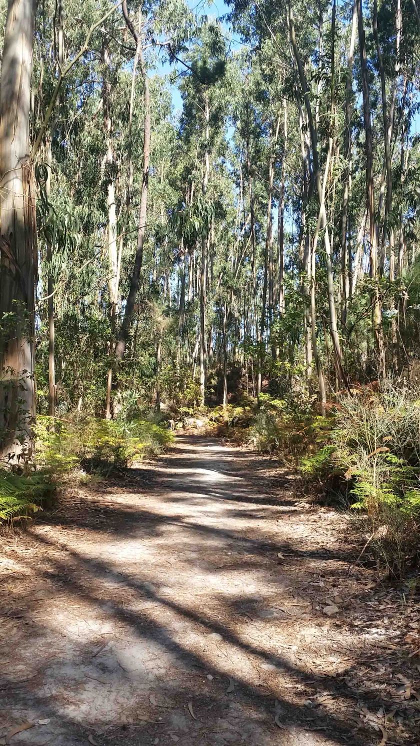 04-Eucalyptus Forest